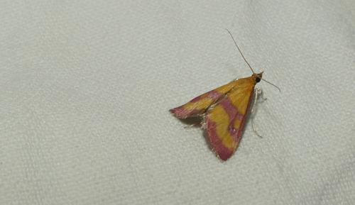 Pyrausta virginalis